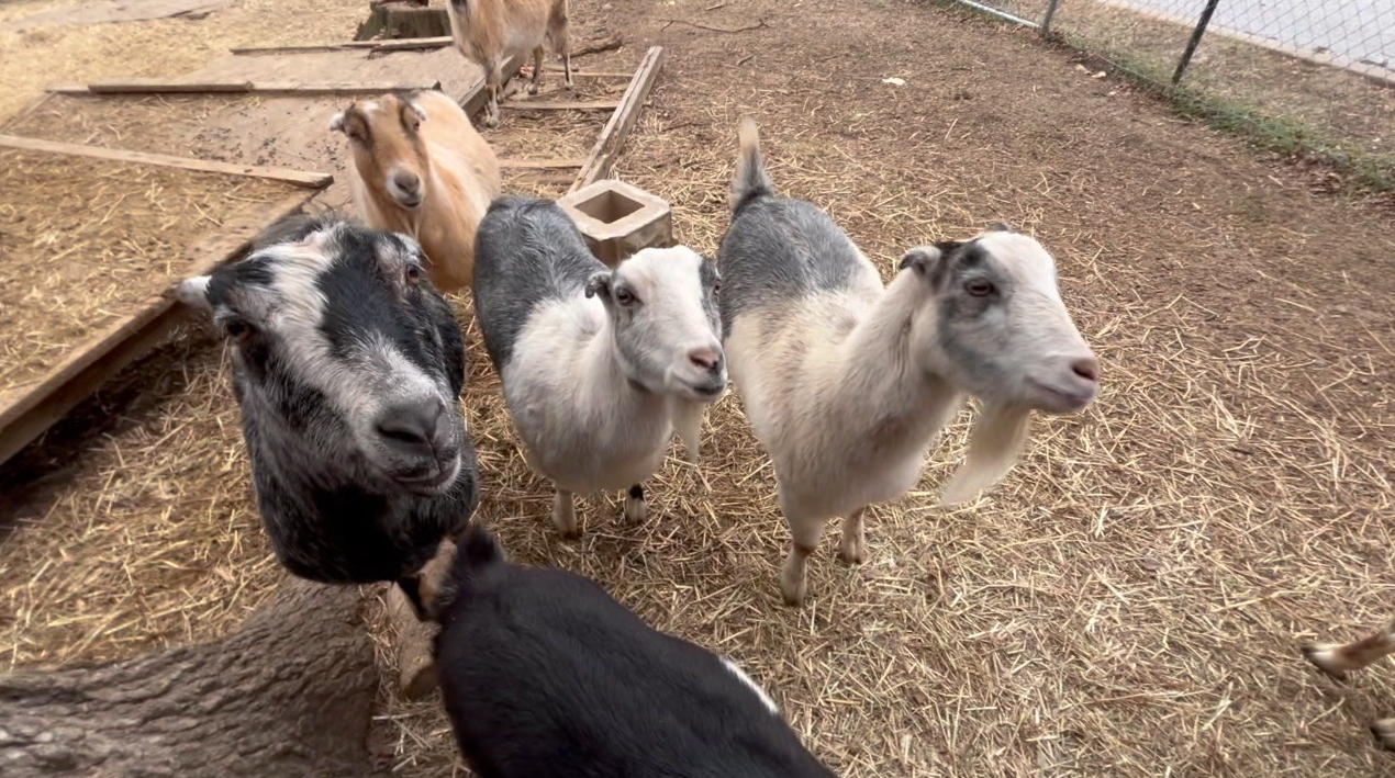 Baltimore Goat Farm.png