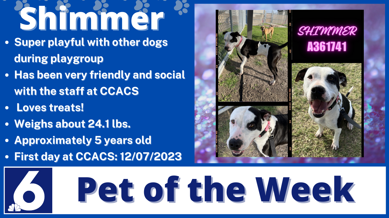 Pet of the Week: Shimmer