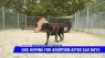 Dog hoping for adoption after 340 days in shelter