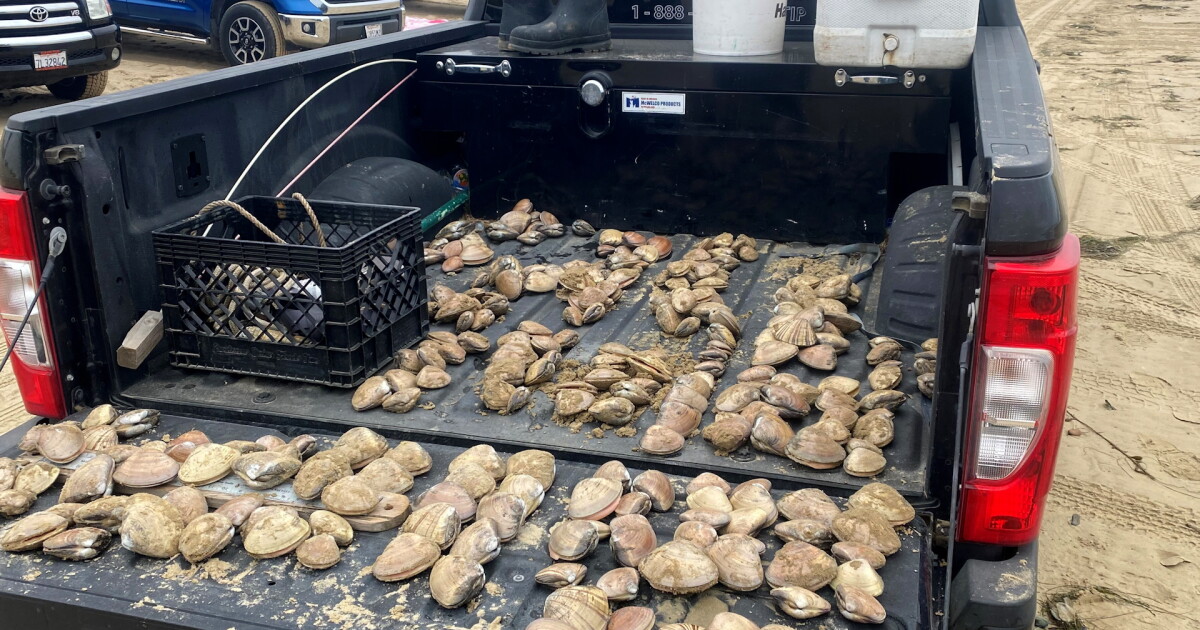 More than 1,300 clams under the legal size seized in Pismo Beach - Vimarsana News