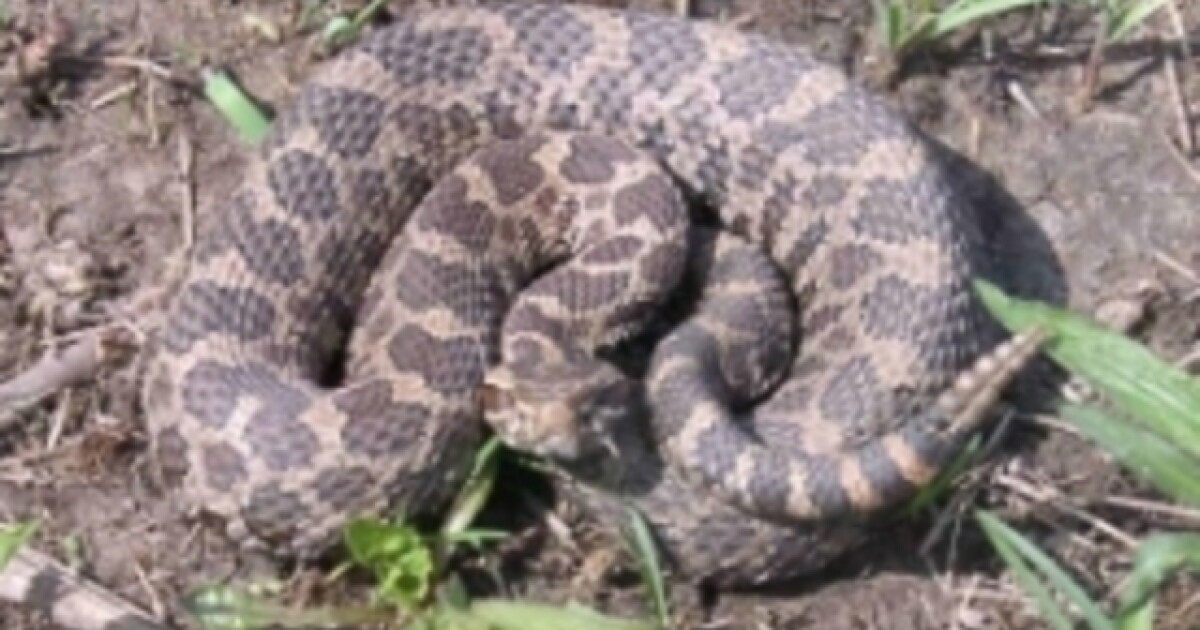 Michigan Rattlesnake Bit Michigan woman recovering after rattlesnake bite