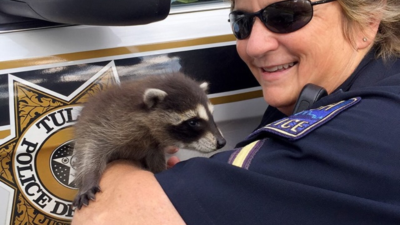 tpd bandit.jpg