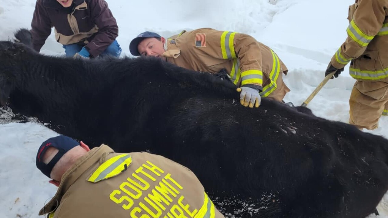 cow rescue 