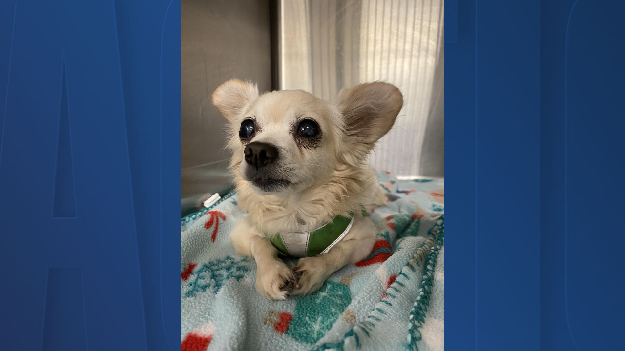 Rescues in Action: Buff