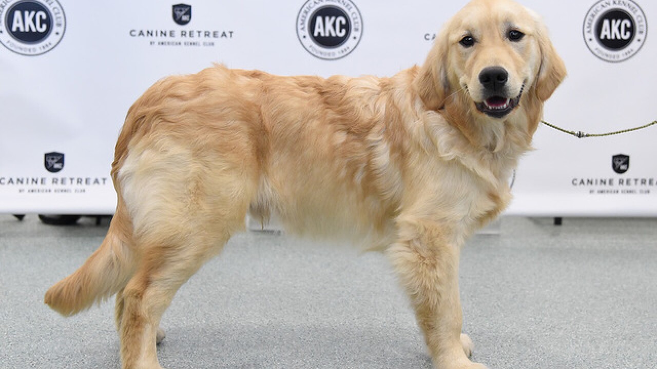 Fda Investigates Possible Link Between Grain Free Dog Food