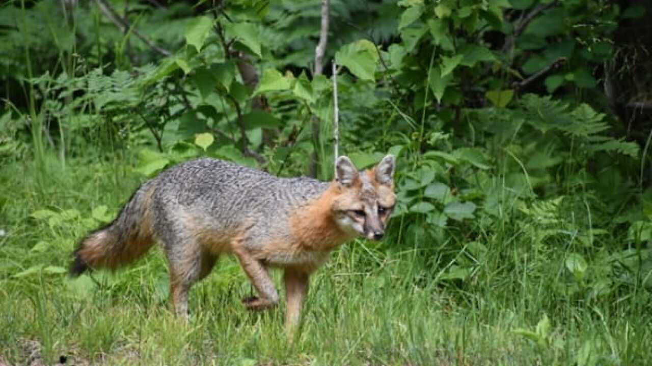 Gray fox
