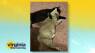Everywhere You Are: a little cat nap