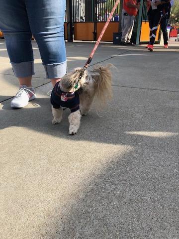 Tigers host first Bark at the Park night of 2018 season