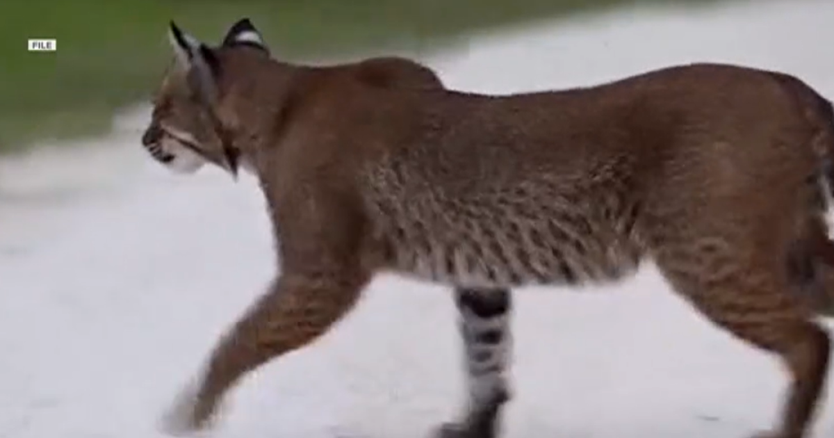 Bobcat bag limit could double in Kentucky amid calls for population data