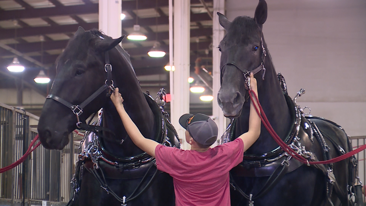 cover photo american royal.png
