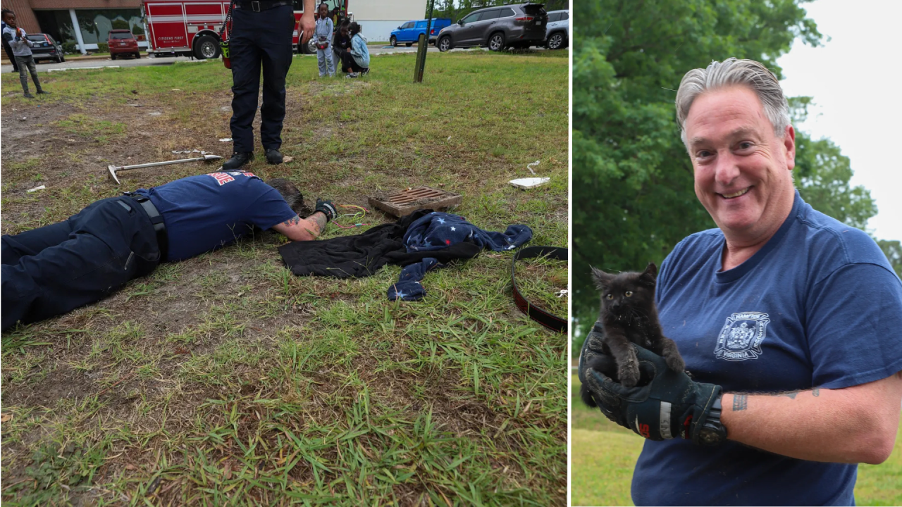 catrescue (1).png