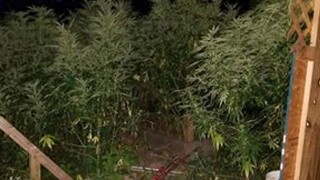 Marijuana plants in the backyard of a home day care in Connecticut.