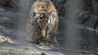 Russia Amur Tigers