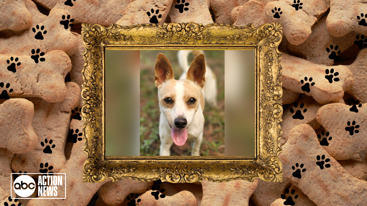 Rescues in Action: Bella