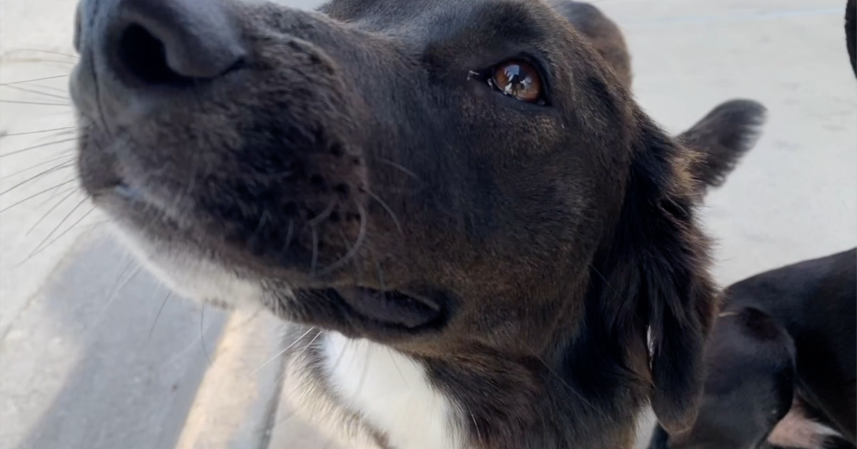 $200K Job, still no hire: animal care leadership in limbo