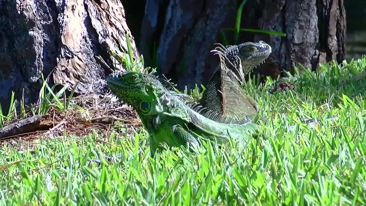 iguanas in Loggers' Run neighborhood
