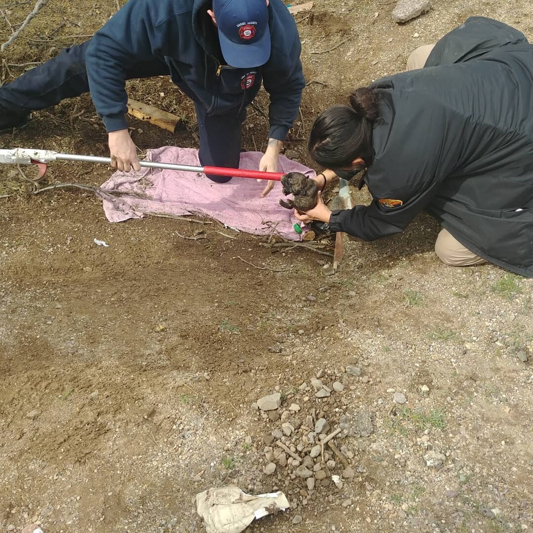 PACC PUPS SAVED (4).jpg