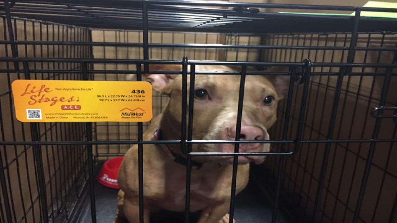 PHOTOS: IndyMega Adoption Event