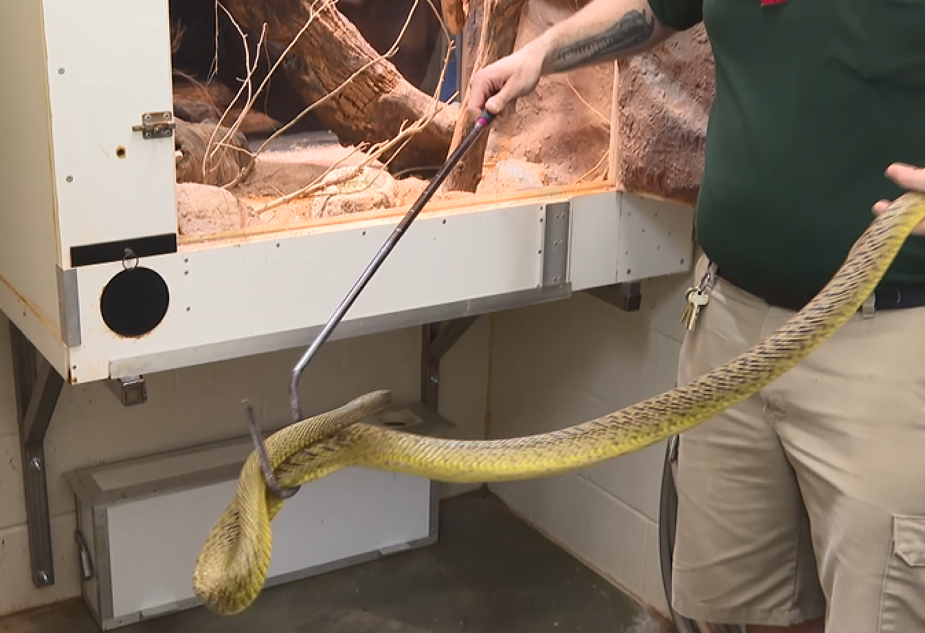 Zach at the Zoo: Meet the Inland Taipan