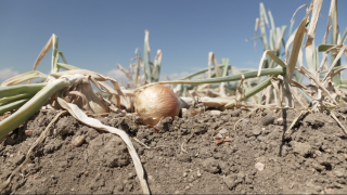 Onions at Petrocco farms.png