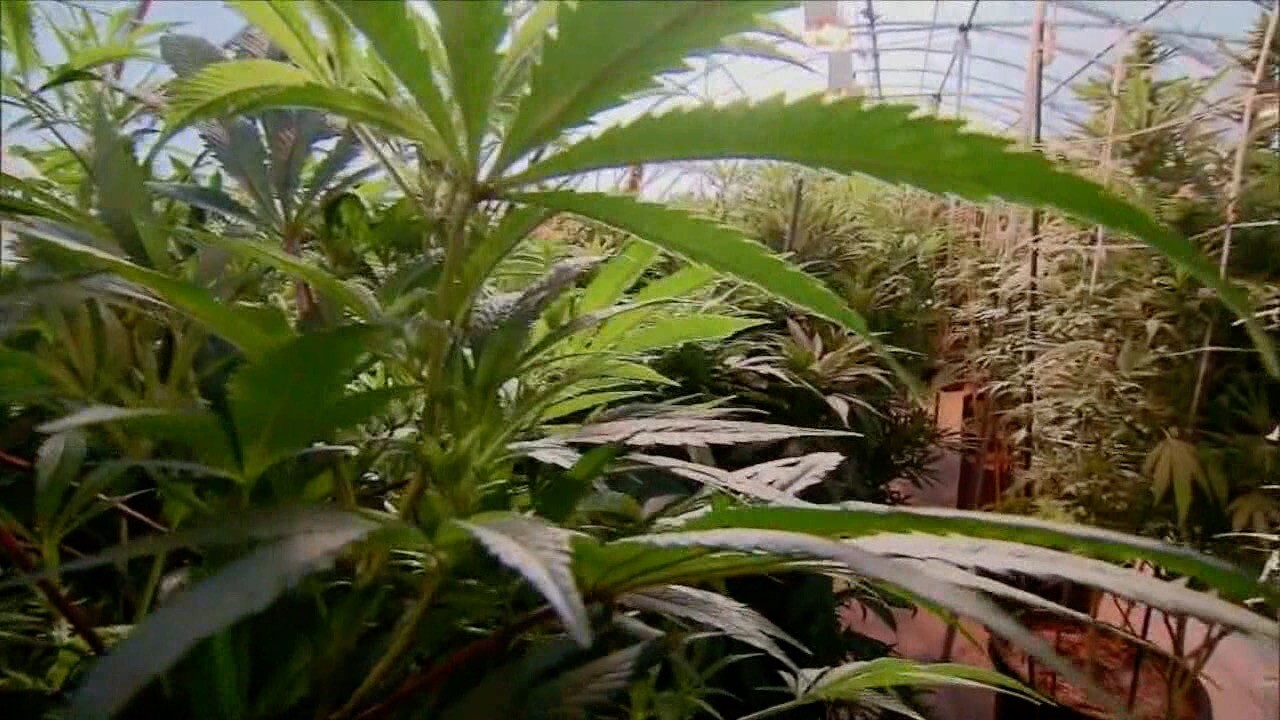 Marijuana4.jpg