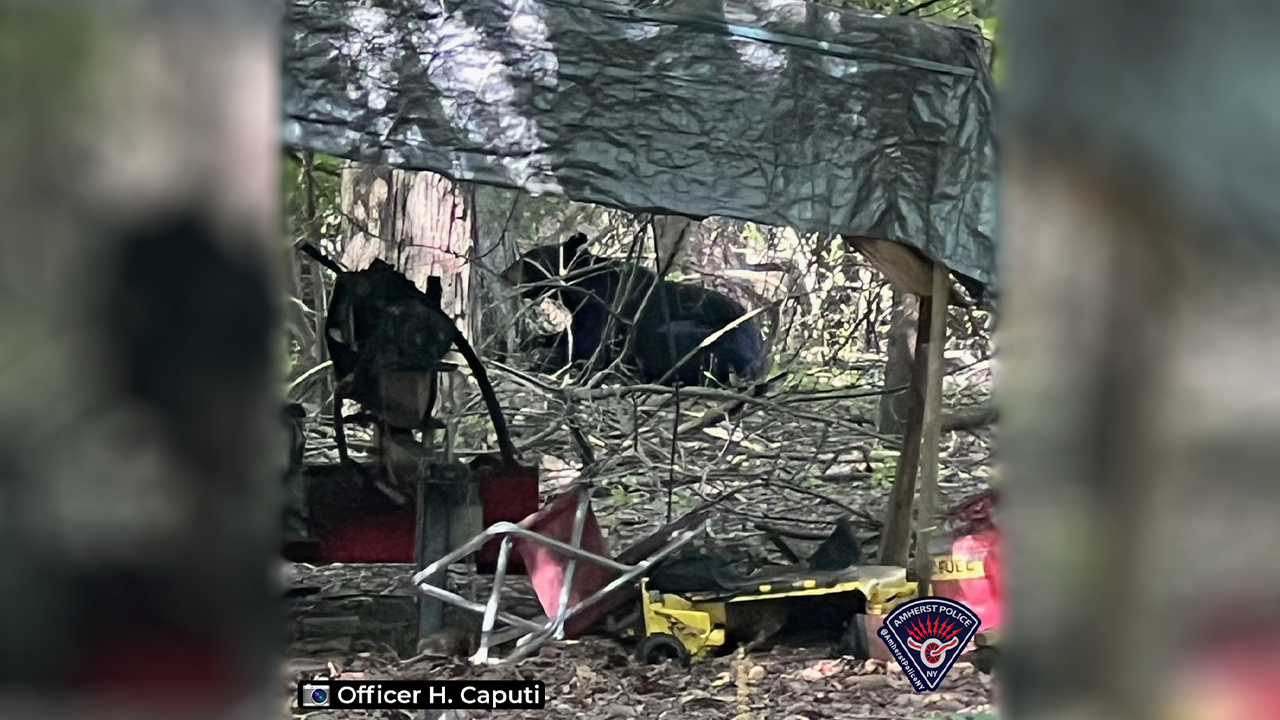 amherst bear web 2.png