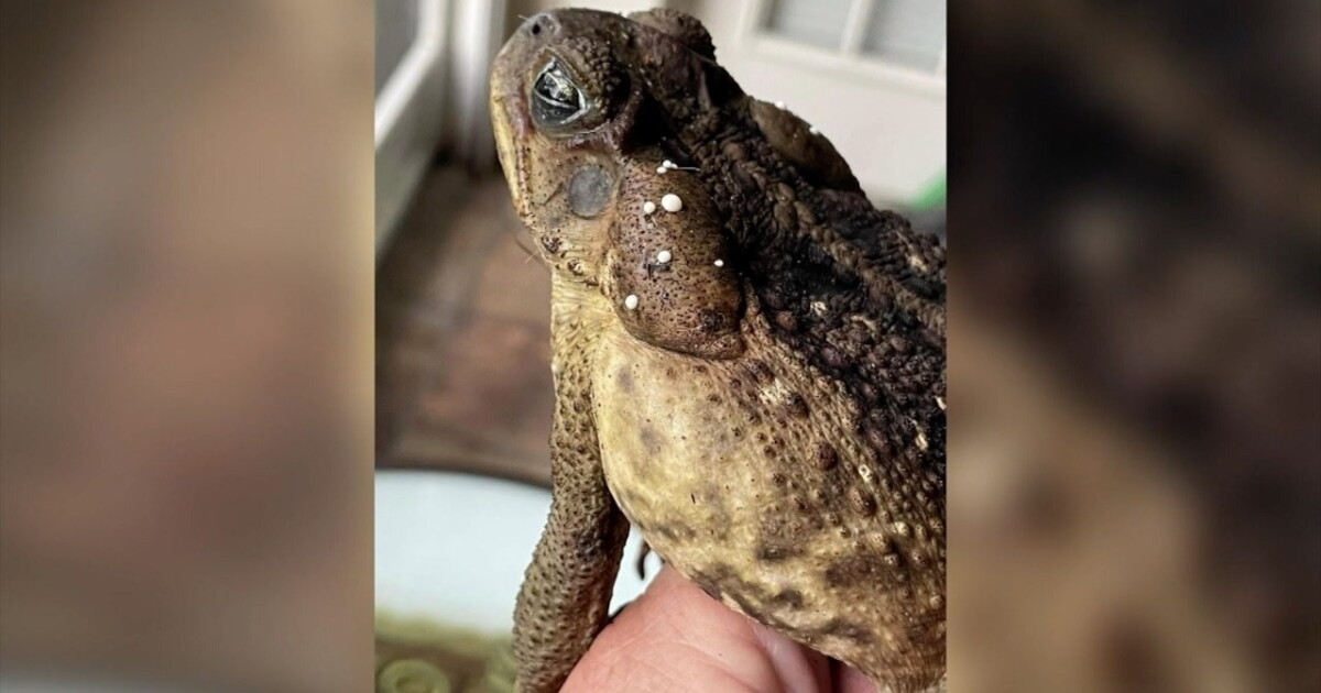 Tampa pet owner warns of deadly dangers of bufo toads after devastating loss - Vimarsana News