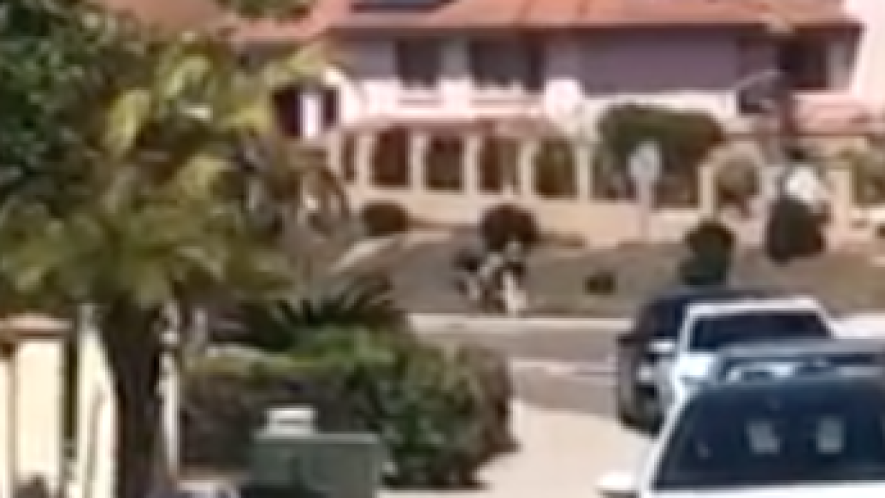 man in alleged animal abuse viral video