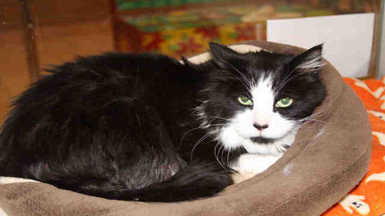 70 adorable cats up for adoption in Denver area