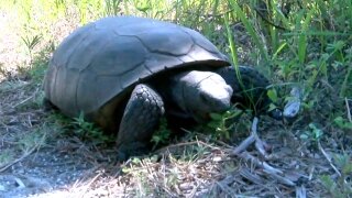 Gopher tortoise