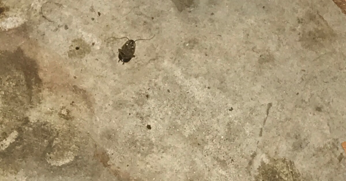 Tacos La Villa Closed For Health Violations