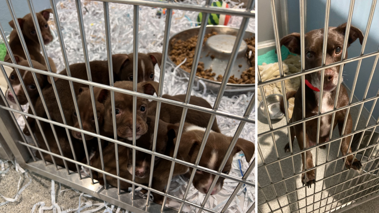 puppies found in suitcase HUMANE SOCIETY OF TAMPA BAY 3.png