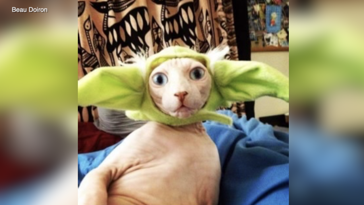  Cat named Yoda saved after San Diegans donate thousands