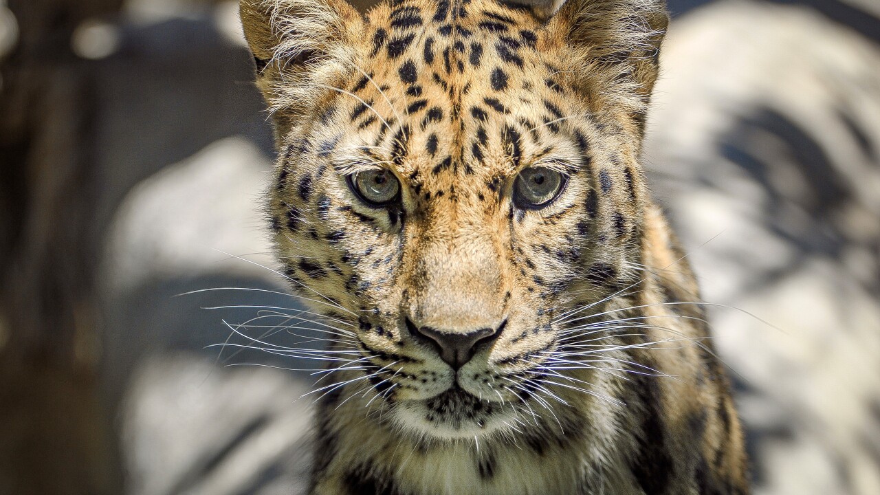 AMUR LEOPARD SANTA BARBARA ZOO.jpg