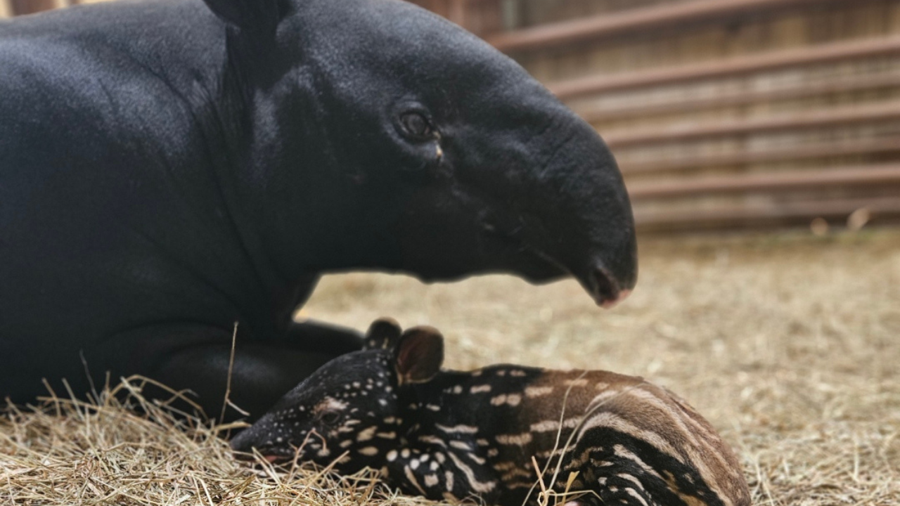 Tapir and calf