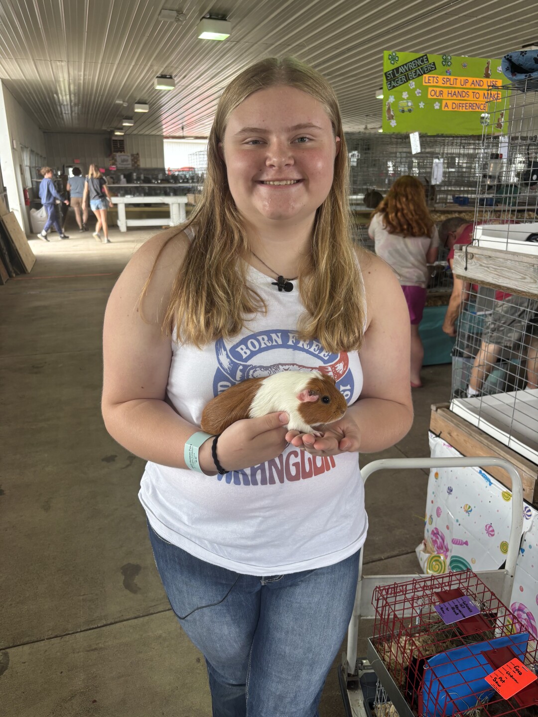 Ava Thoma is showing guinea pigs at the Washington County Fair