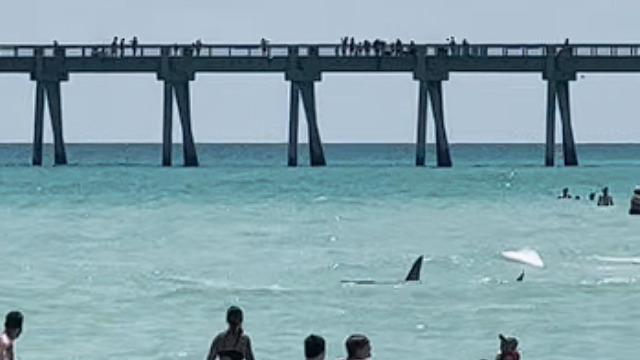 6 Sharks That Could Be Responsible For The North Carolina Attacks NBC shark-surprises-swimmers-in-florida-attacks-reported-at-long-island