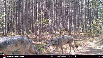 350wolf-3_original.jpg