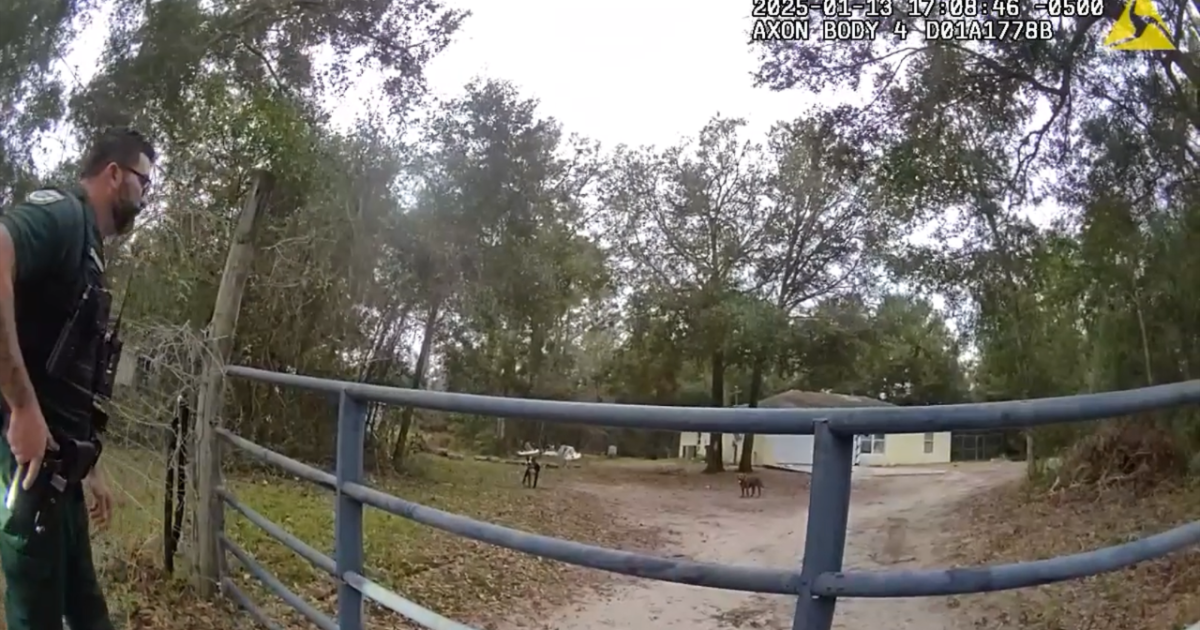 Humane Society of Tampa Bay reacts to deadly dog attack in Central Florida