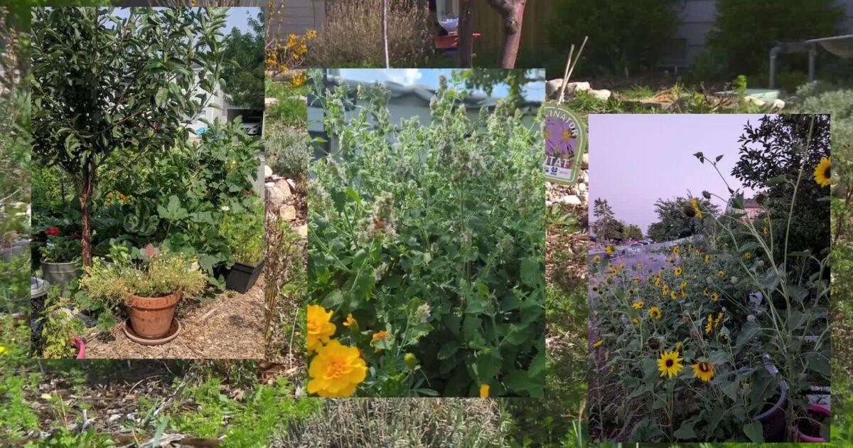 Pollinator program offers grants to help Utahns grow drought-tolerant ...