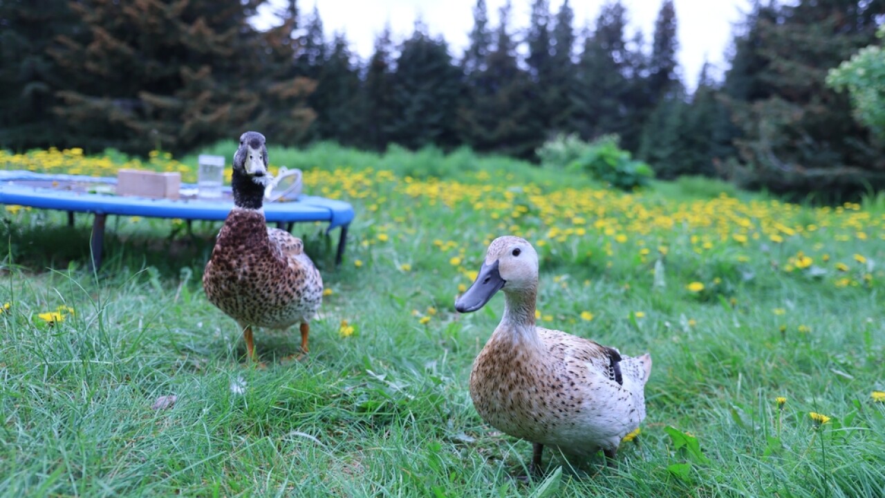 Free-range,Welsh,Harlequin,Duck,And,Drake,Enjoying,The,Summer