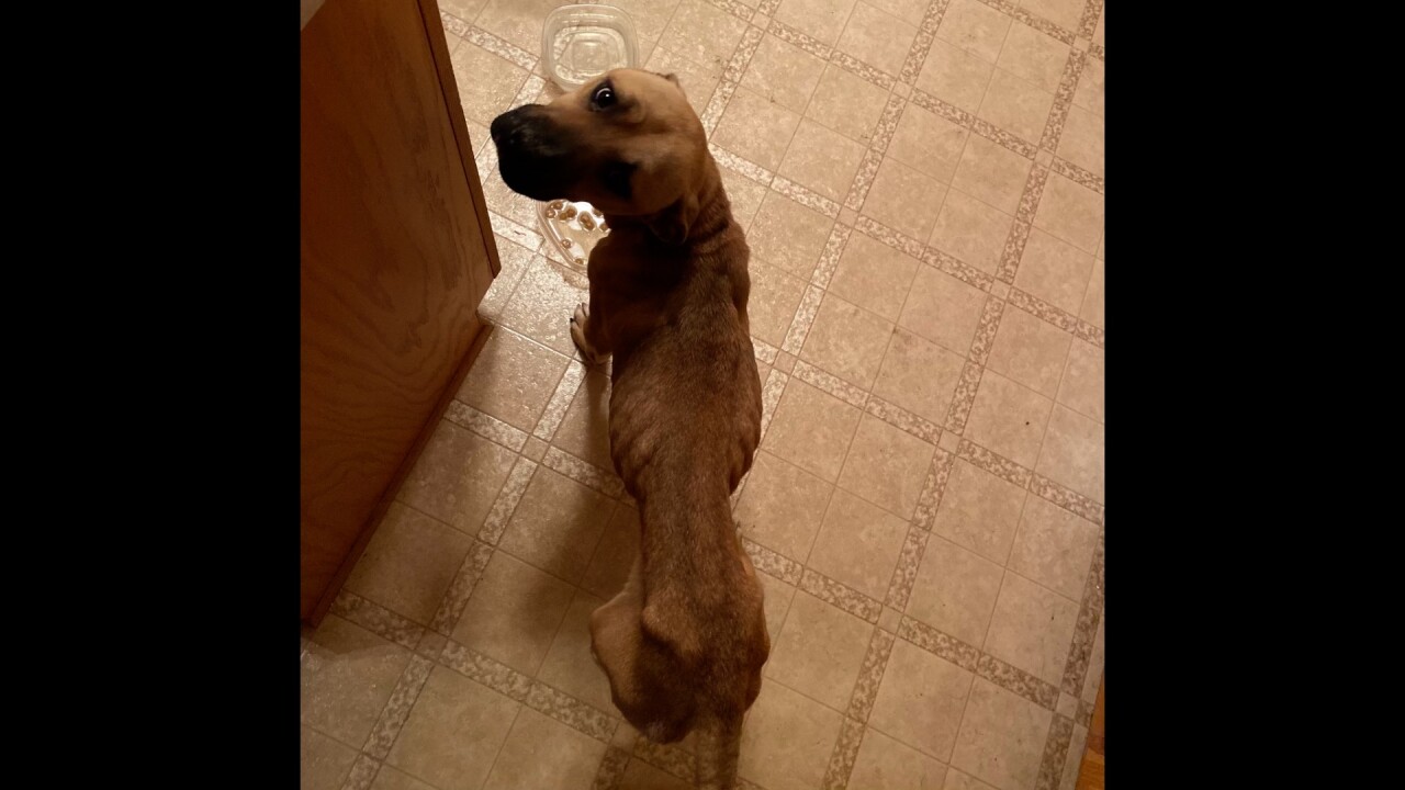 SHEPHERD MIX 03-30.jpg