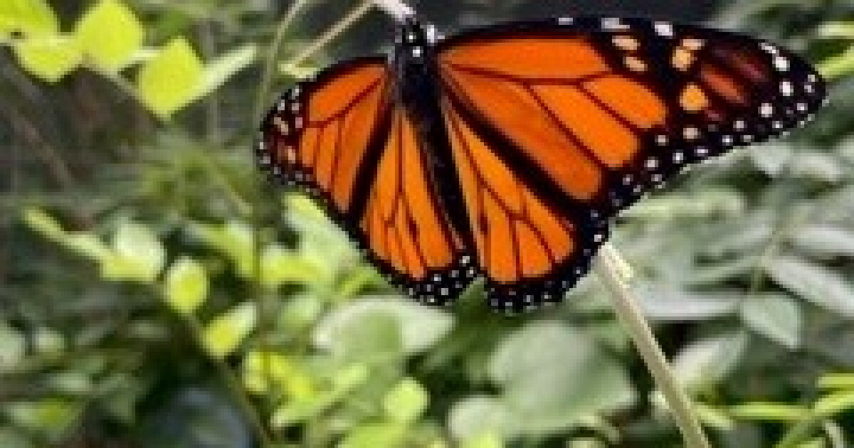 Virginia Living Museum exhibit educates guests on local butterflies & moths - Vimarsana News
