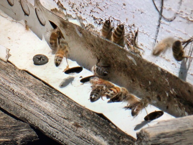 Honey Bees