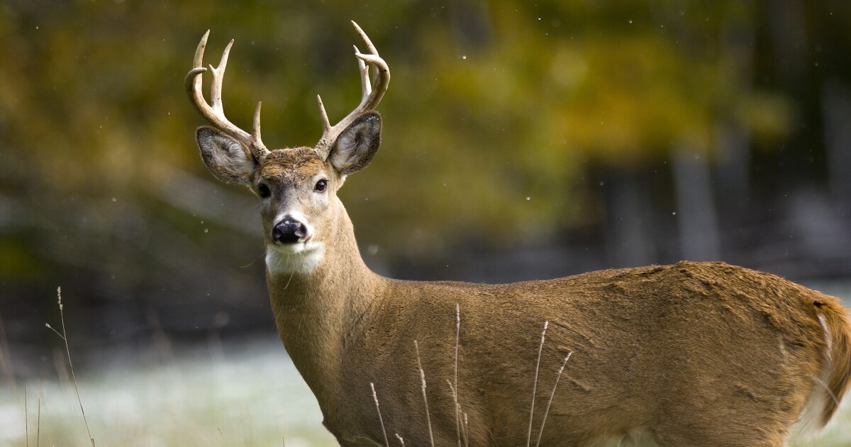 Michigan Natural Resources Commission passes earn a second buck pilot program