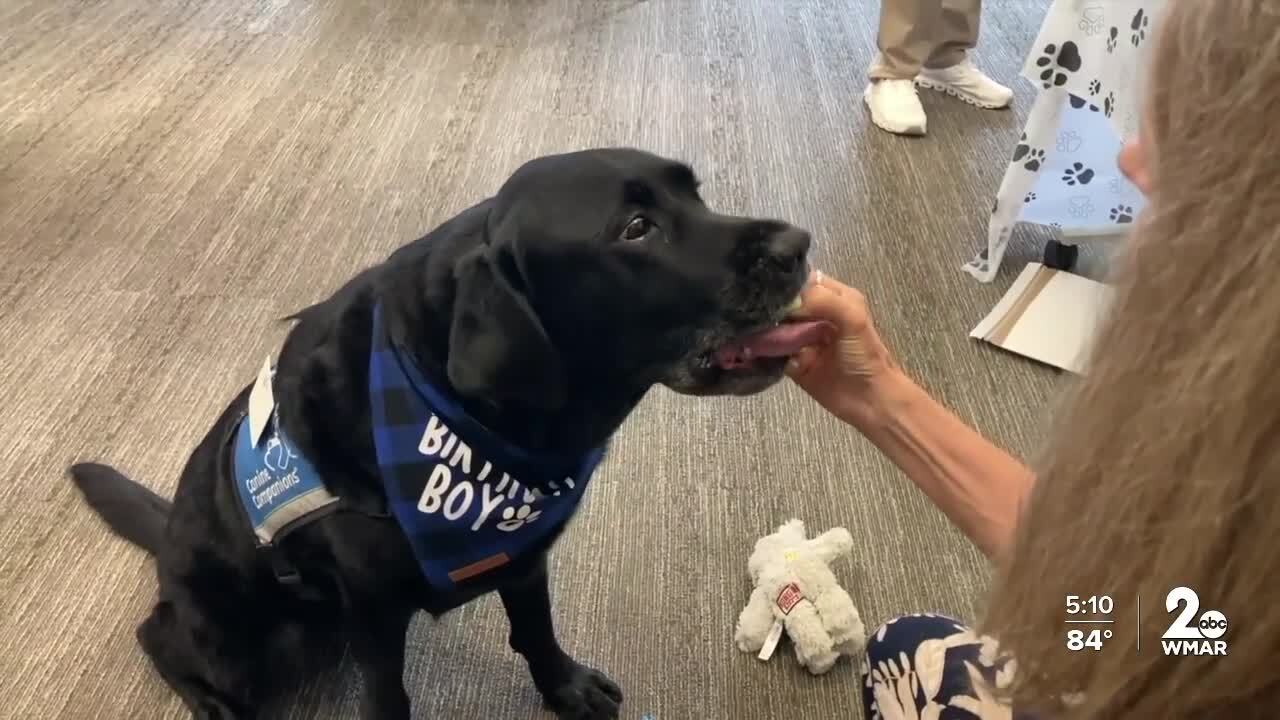 Manny the comfort dog.jpg
