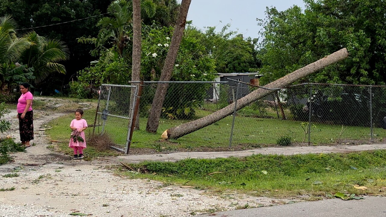 IMMOKALEE fallen tree.jpg