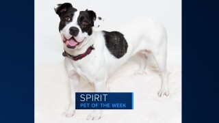 Spirit, our Pet of the Week