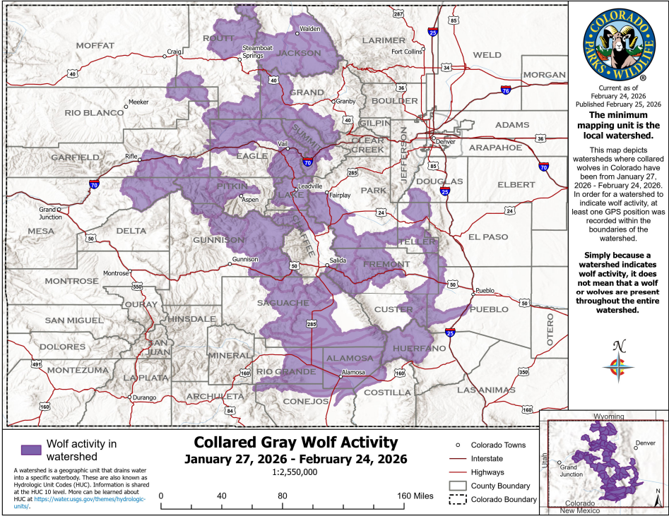 Wolf activity jan 27-feb 24 2026