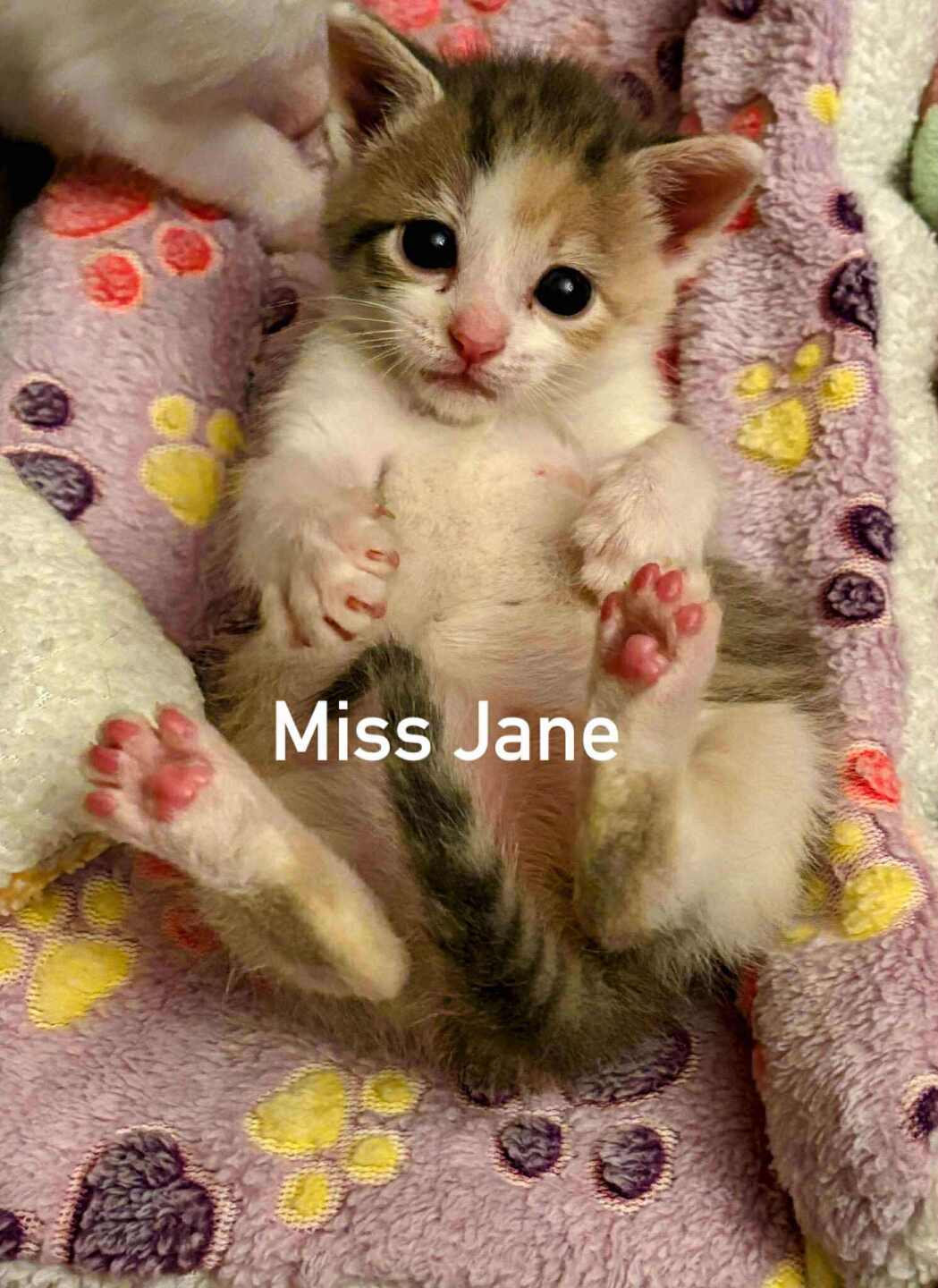 Ms Jane